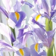 Bouquet iris